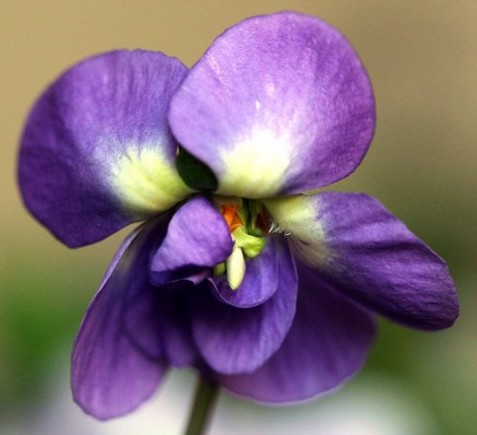 violettes fleur